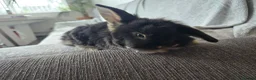 Mini Lion Lop rabbits for sale: Beautiful double maine lop sisters  - Advert 8
