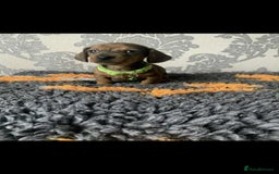 Miniature Dachshund dogs for sale: Kc miniature dachshund  - Image 9