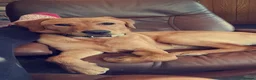 Labrador Retriever dogs for sale: Dark fox red Labrador Retriever Puppies For Sale  in Corwen - Advert 10