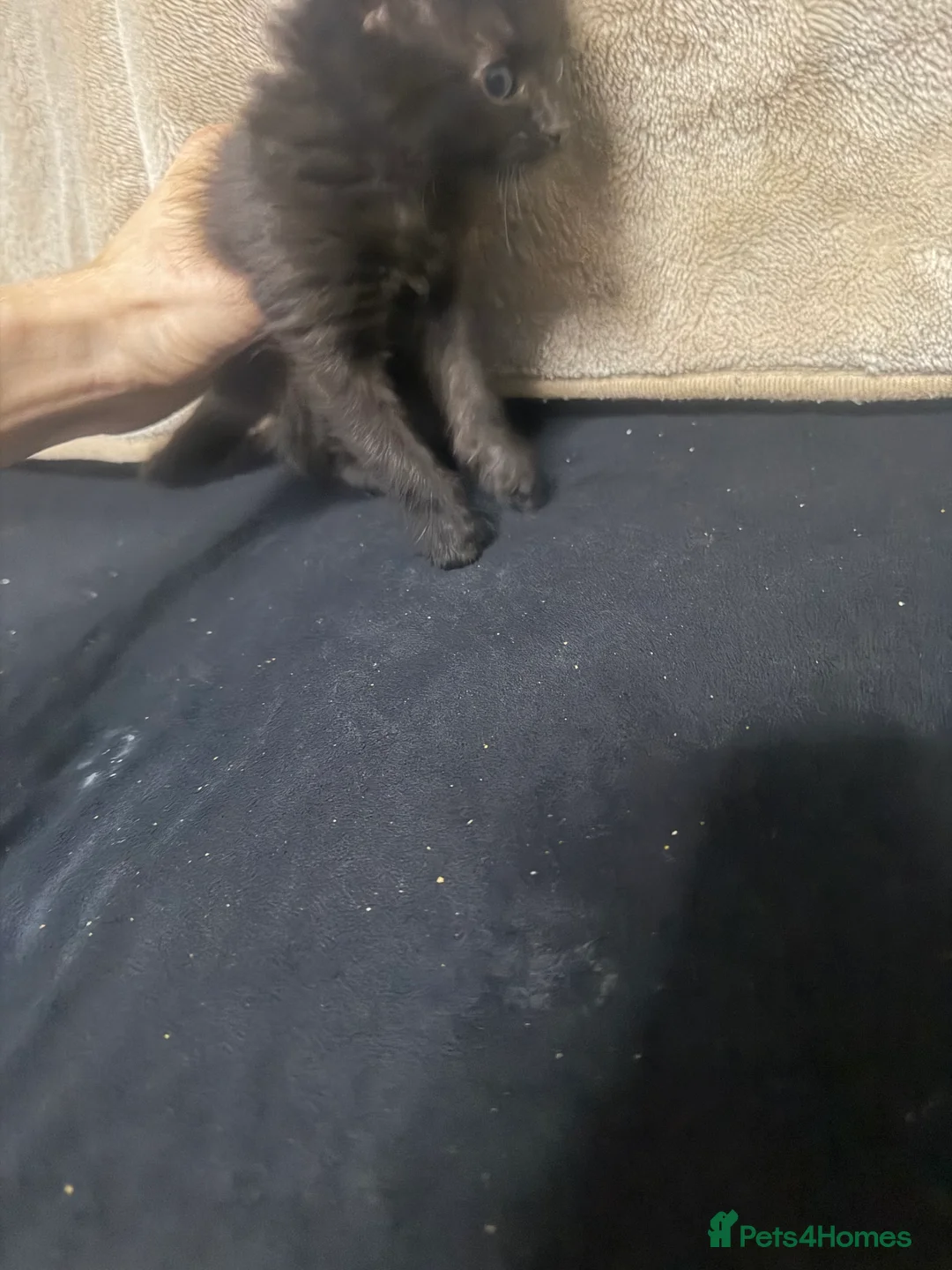 Mixed Breed cats for sale: Six kittens in Leeds - Advert 2