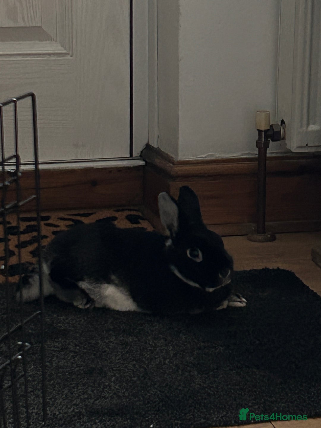 Silver rabbits for sale: Elderly Silver Marten House Rabbit - Image 3