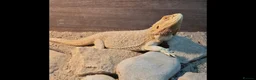 Bearded Dragon reptiles for sale: Bearded dragon and viv set up in Hull - Advert 1