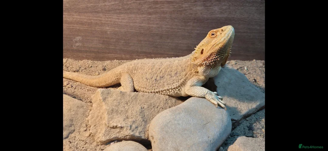 Bearded Dragon reptiles for sale: Bearded dragon and viv set up in Hull - Advert 1