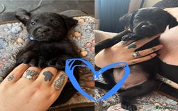 Mixed Breed dogs for sale: Last little girl! Reduced! - Image 3
