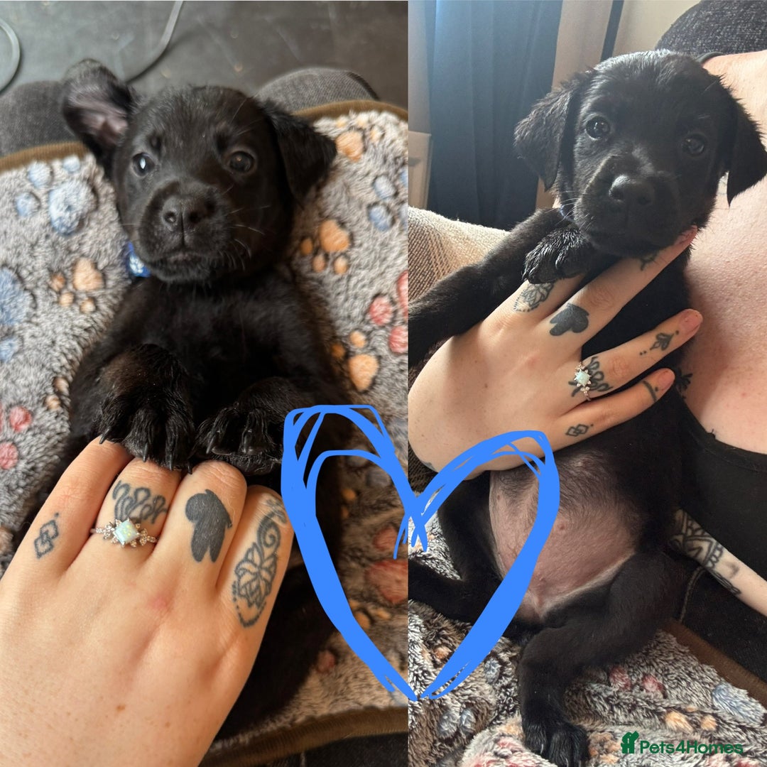 Mixed Breed dogs for sale: Last little girl! Reduced! - Image 3