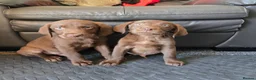 Labrador Retriever dogs for sale: 8 Beautiful Chocolate Labrador Puppies in Ingatestone - Advert 4
