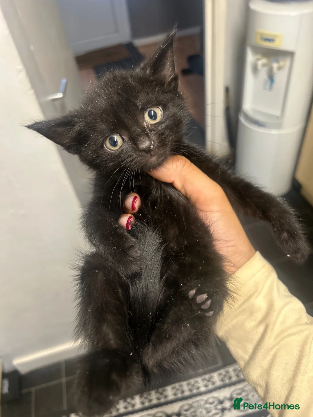 Mixed Breed cats for sale: 2 Adorable Tuxedo x Russian Blue Kittens For Sale - Advert 1