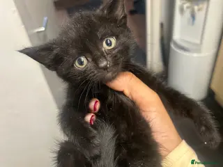 Mixed Breed cats 2 Adorable Tuxedo x Russian Blue Kittens For Sale - Advert 6