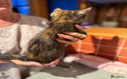 Mixed Breed cats for sale: 2 CUTE TORTOISESHELL GIRLS  - Image 16