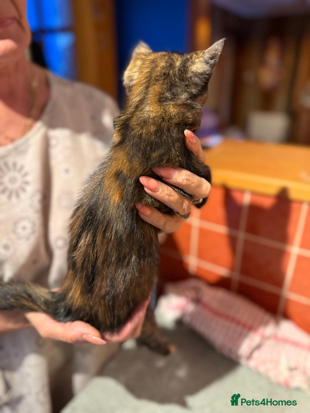 Mixed Breed cats for sale: 2 CUTE TORTOISESHELL GIRLS  - Image 16