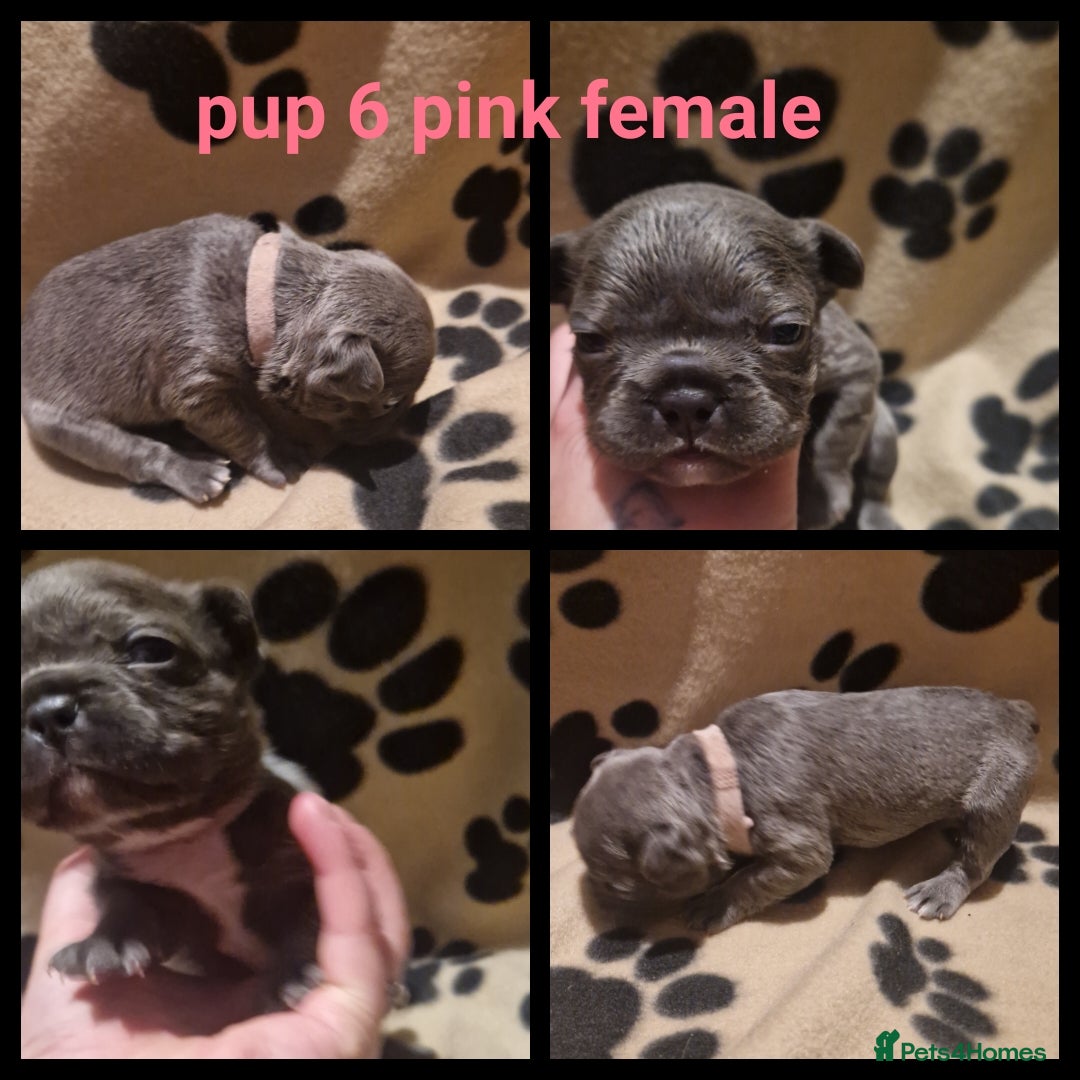 French Bulldog dogs Lilac blue and merle frenchies  - Advert 12