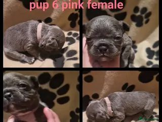 French Bulldog dogs Lilac blue and merle frenchies - Advert 12
