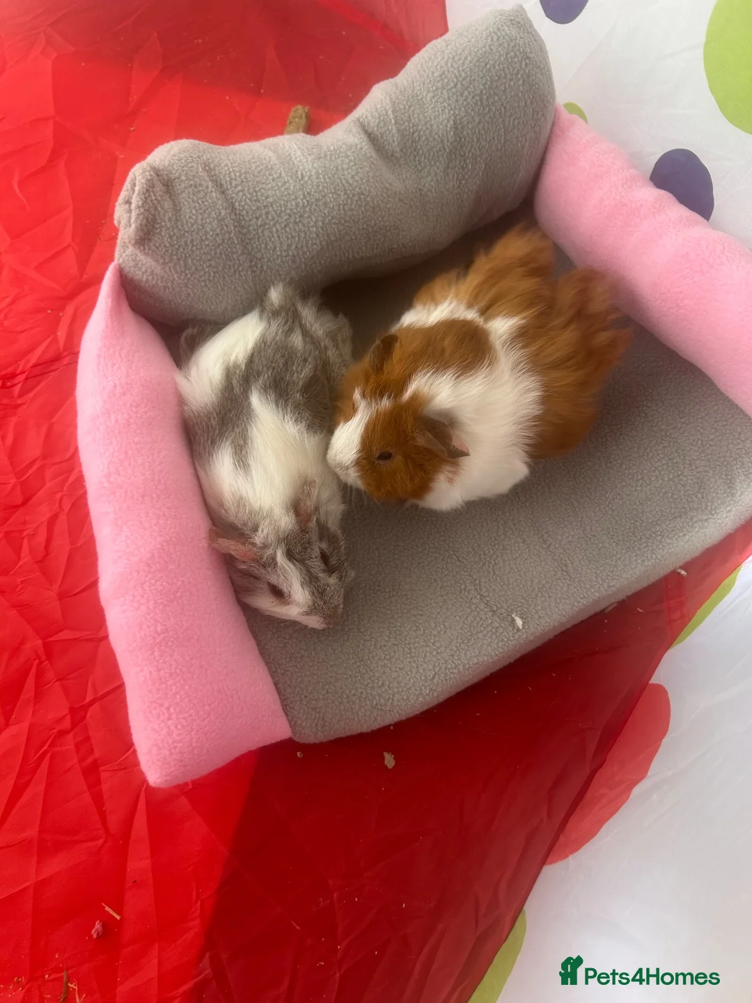 Guinea Pig rodents for sale: Two female guinea pigs in Lowestoft - Advert 1