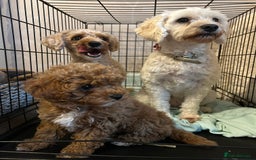 Cavapoochon dogs for sale: 2x Cavapoochon girls must go together  - Image 4