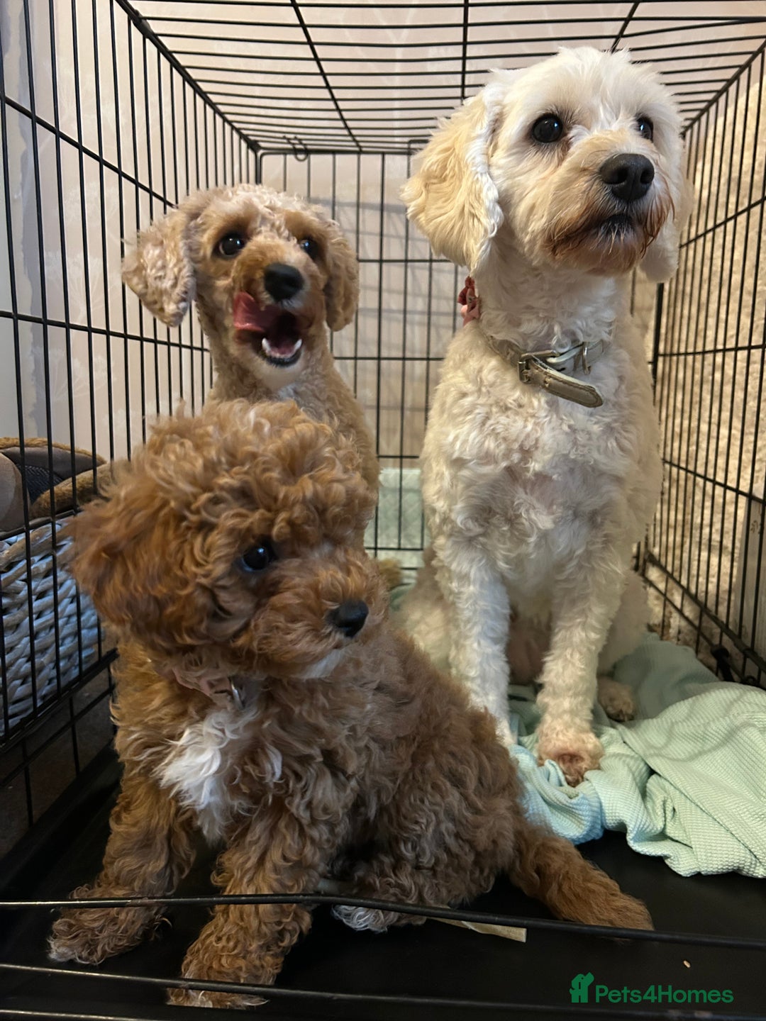 Cavapoochon dogs for sale: 2x Cavapoochon girls must go together  - Image 4