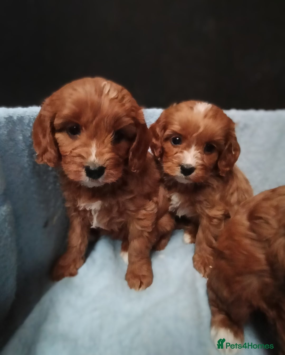 Cavapoo dogs for sale: Cute Cavapoo Puppies. DAD PRA tested! - Advert 11