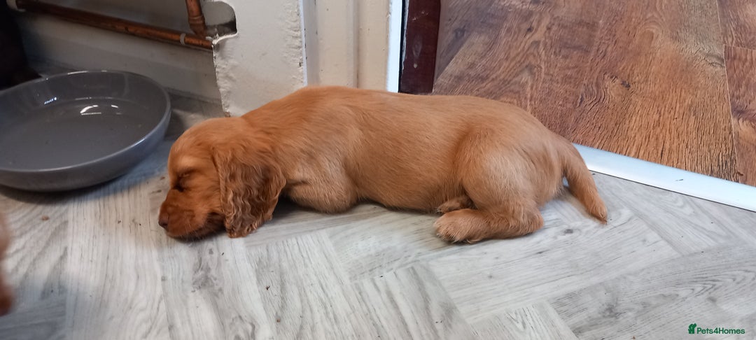 Cocker Spaniel dogs for sale: Beautiful kc reg male cocker spaniel - Image 13