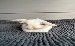Mini Lop rabbits for sale: Little fluffy mini lops  - Image 12