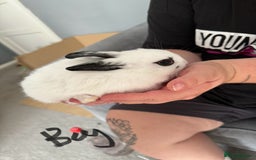 Mixed Breed rabbits for sale: 2 girls and 1 boy baby rabbits available  - Image 4