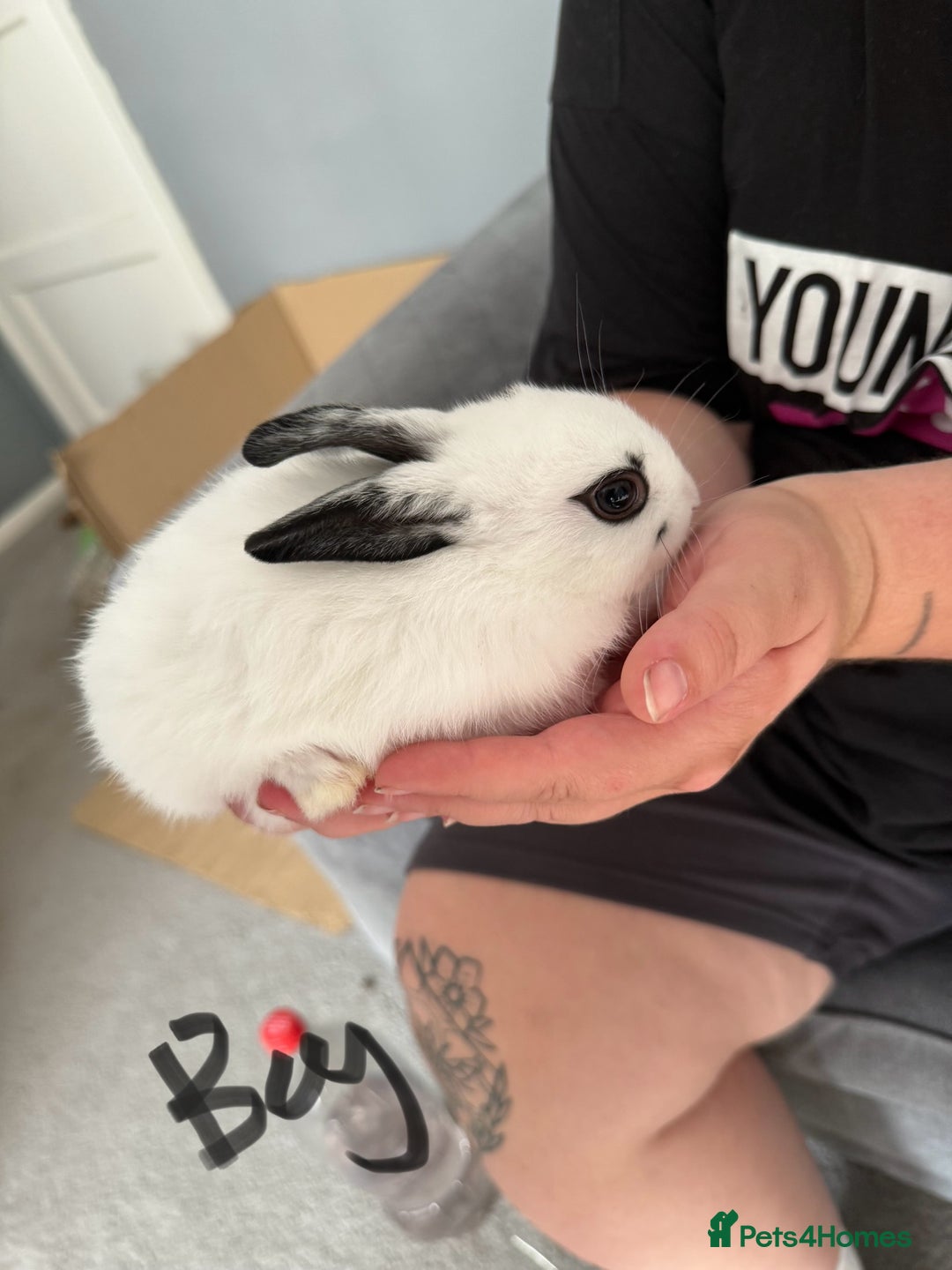 Mixed Breed rabbits for sale: 2 girls and 1 boy baby rabbits available  - Image 4