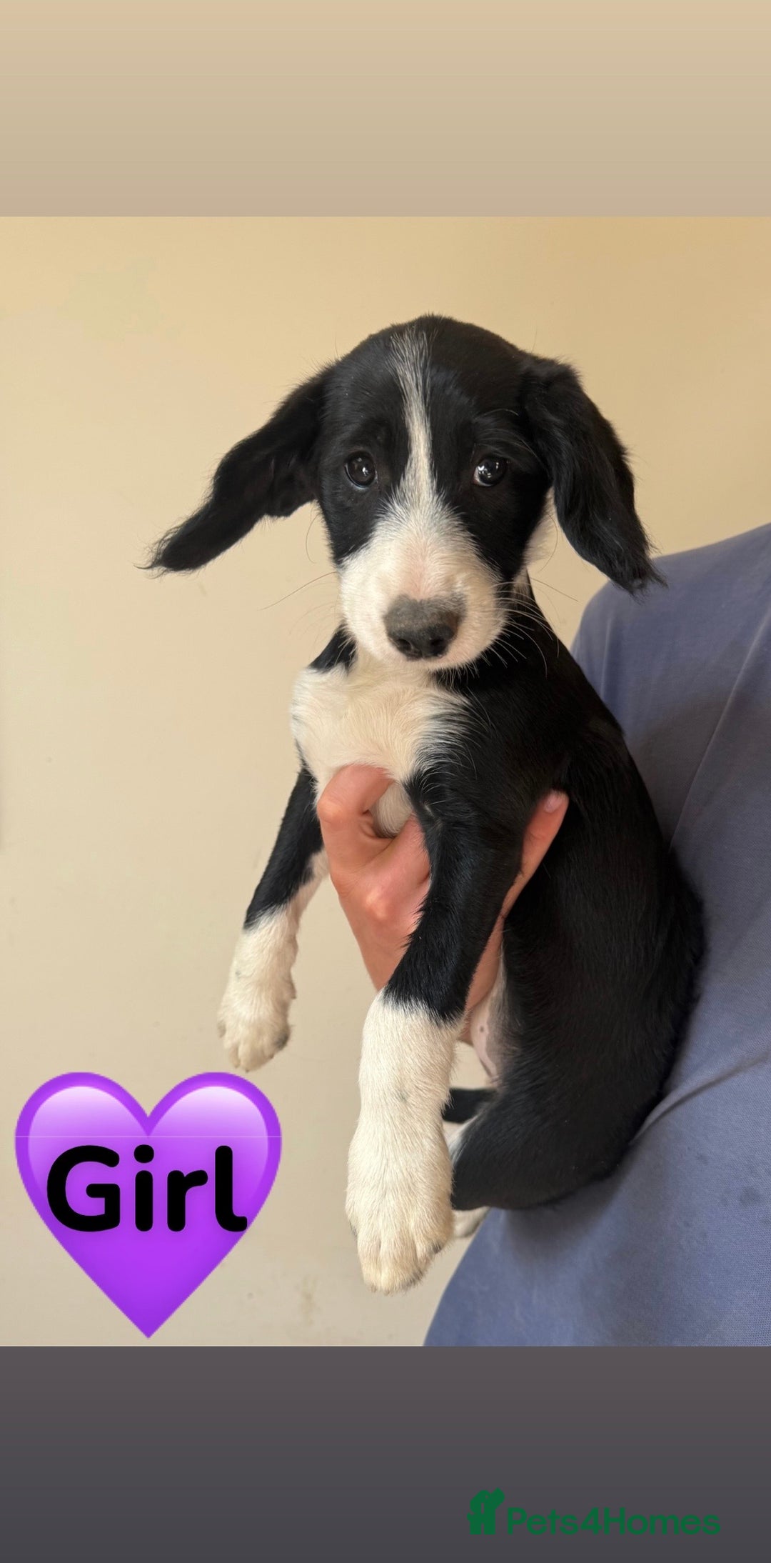 Mixed Breed dogs for sale: READY FOR HOMES - BorderCollieXLabradoodle Puppies in Oswestry - Image 2