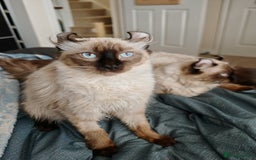 American Curl cats for sale: Two very rare and wonderful kittens for sale - Image 29