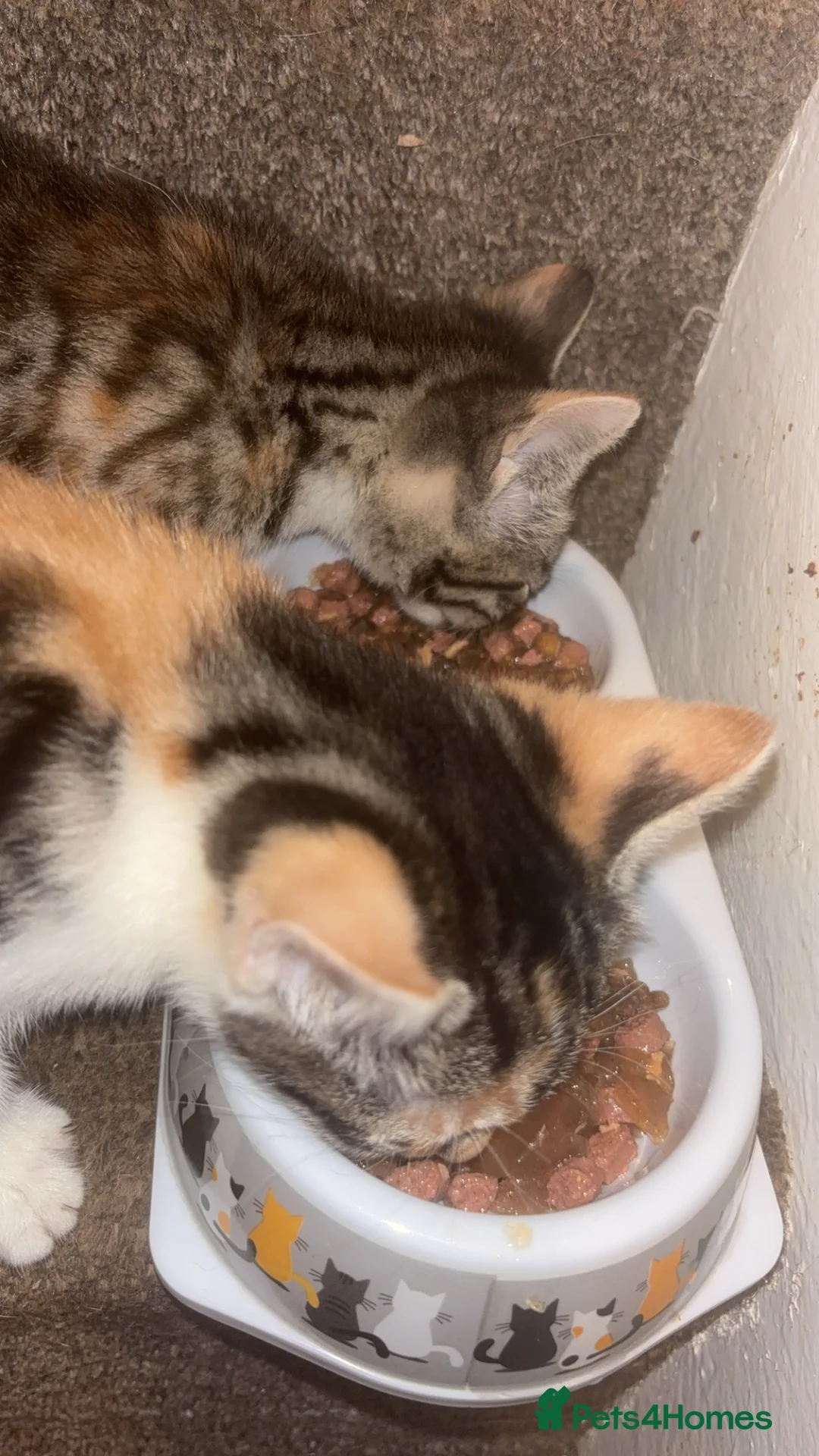 Mixed Breed cats for sale: 2 gorgeous calico female kittens for sale  - Advert 2