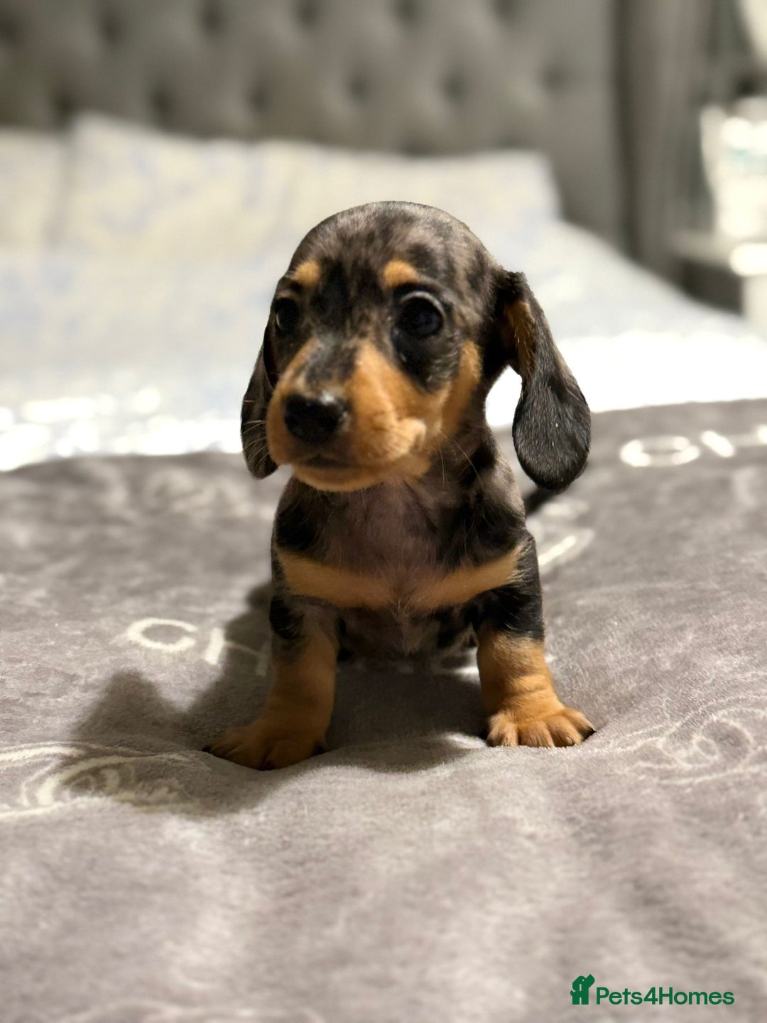 Dachshund dogs for sale: Beautiful dachshunds - Image 8