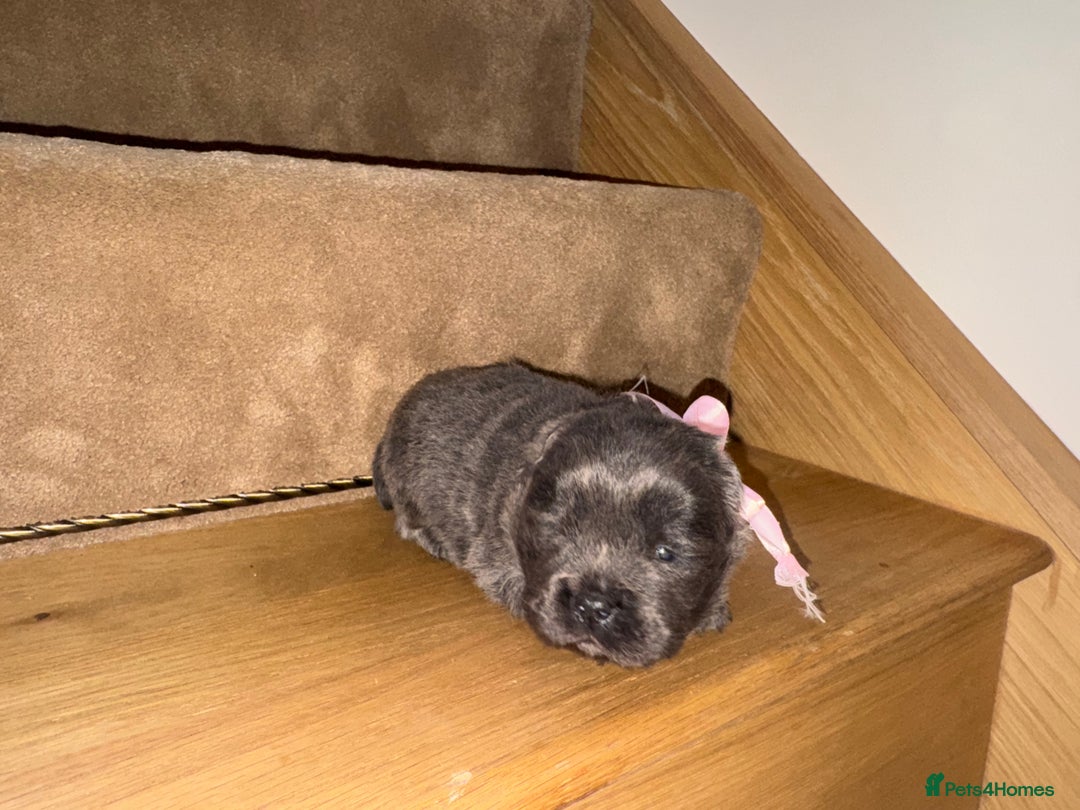 Chow Chow dogs for sale: Stunning kc reg puppies  - Advert 26