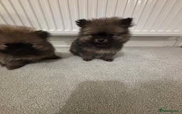 Pomeranian dogs for sale: Small Pomeranian puppies  - Advert 12
