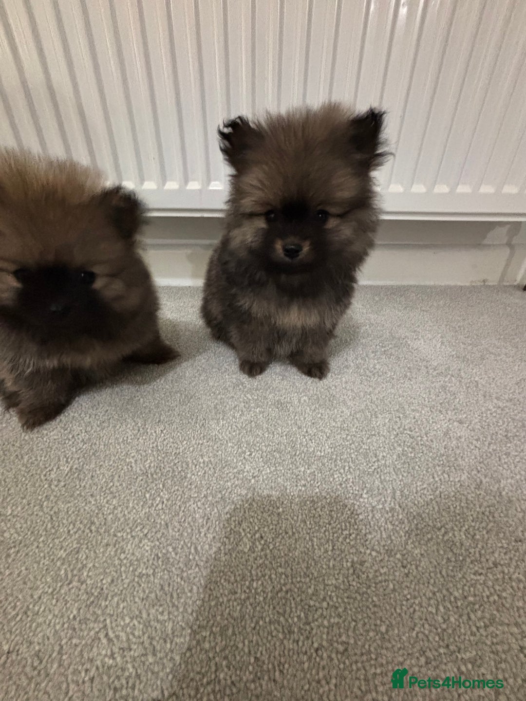 Pomeranian dogs for sale: Small Pomeranian puppies  - Advert 12