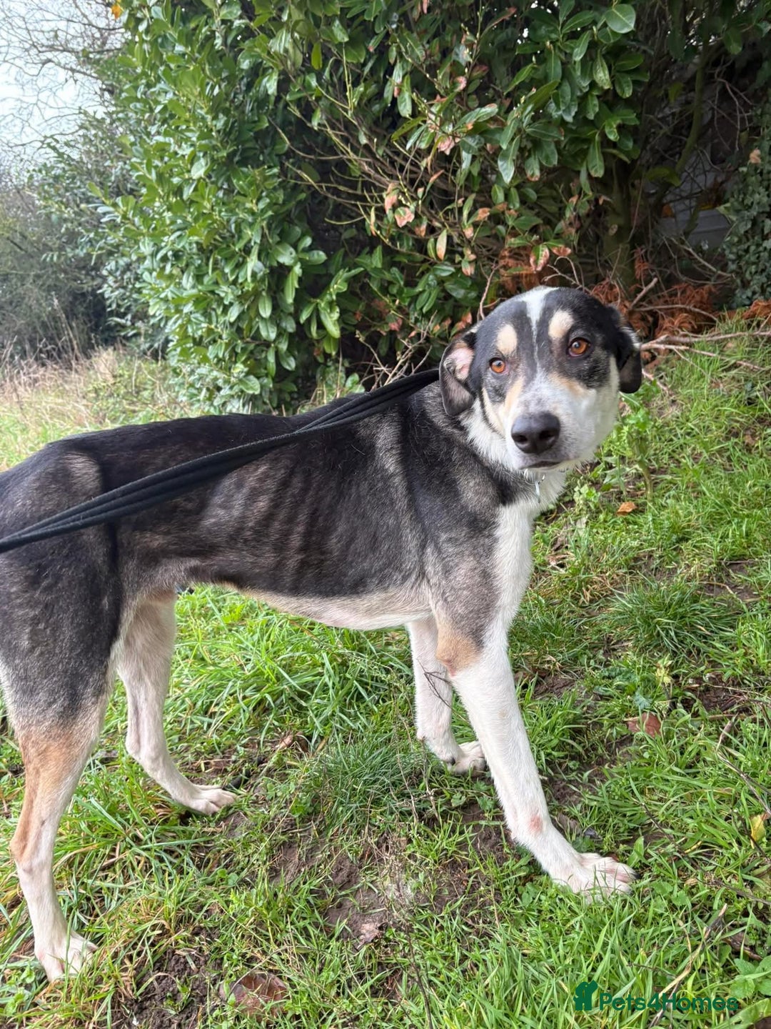 Mixed Breed dogs for adoption: Lucky - Norwich Norfolk  - Advert 8