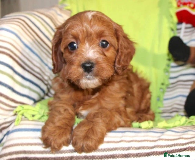 Cavapoo dogs Beautiful Cavapoo Looking For a New Home - Advert 1
