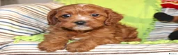 Cavapoo dogs for sale: Beautiful Cavapoo Looking For a New Home - Advert 1