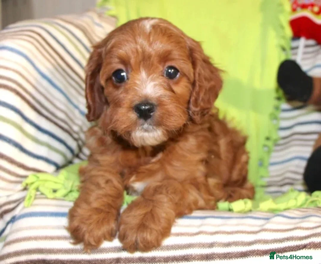 Cavapoo dogs for sale: Beautiful Cavapoo Looking For a New Home - Advert 1