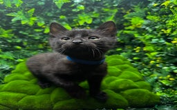 Egyptian Mau cats for sale: Smoke Egyptian MAU x Bengal spotted&marble kittens - Image 3