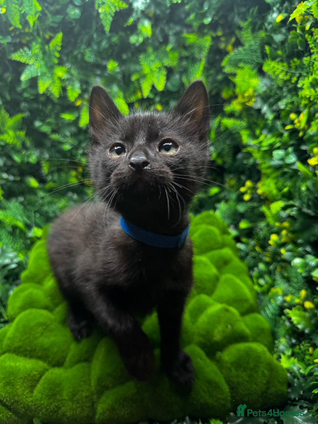 Egyptian Mau cats for sale: Smoke Egyptian MAU x Bengal spotted&marble kittens - Image 3