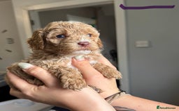 Sproodle dogs for sale: Gorgeous Sproodle Puppies - Image 5