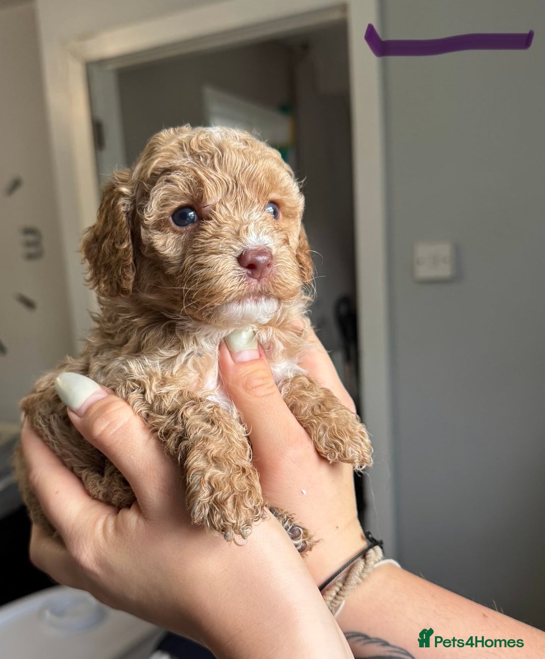 Sproodle dogs for sale: Gorgeous Sproodle Puppies - Image 5