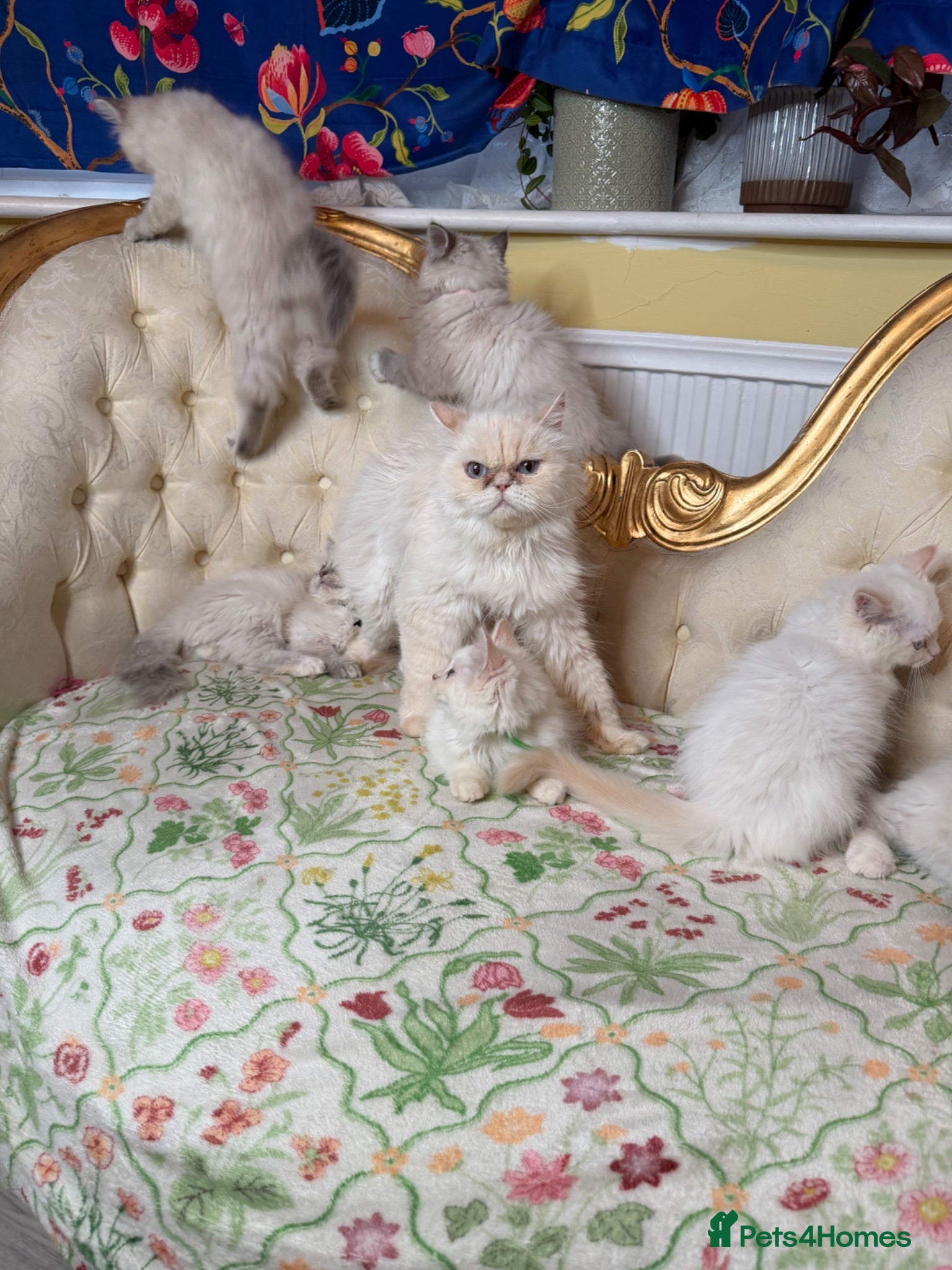 Perdoll cats ⭐️READY Now⭐️ fully vaccinated Perdoll  - Advert 1