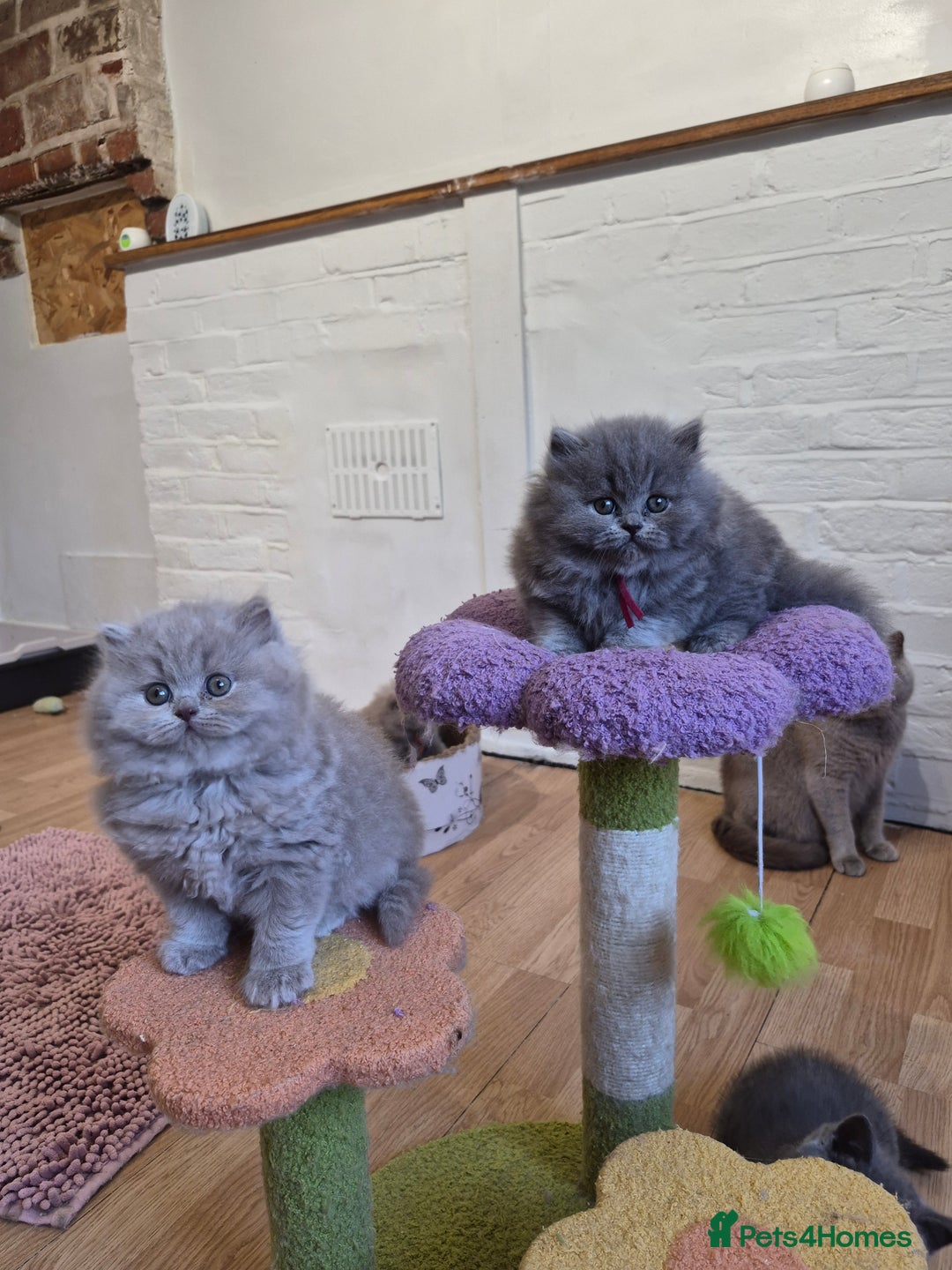 British Longhair cats for sale: GCCF Registered British Longhair kittens - Image 10