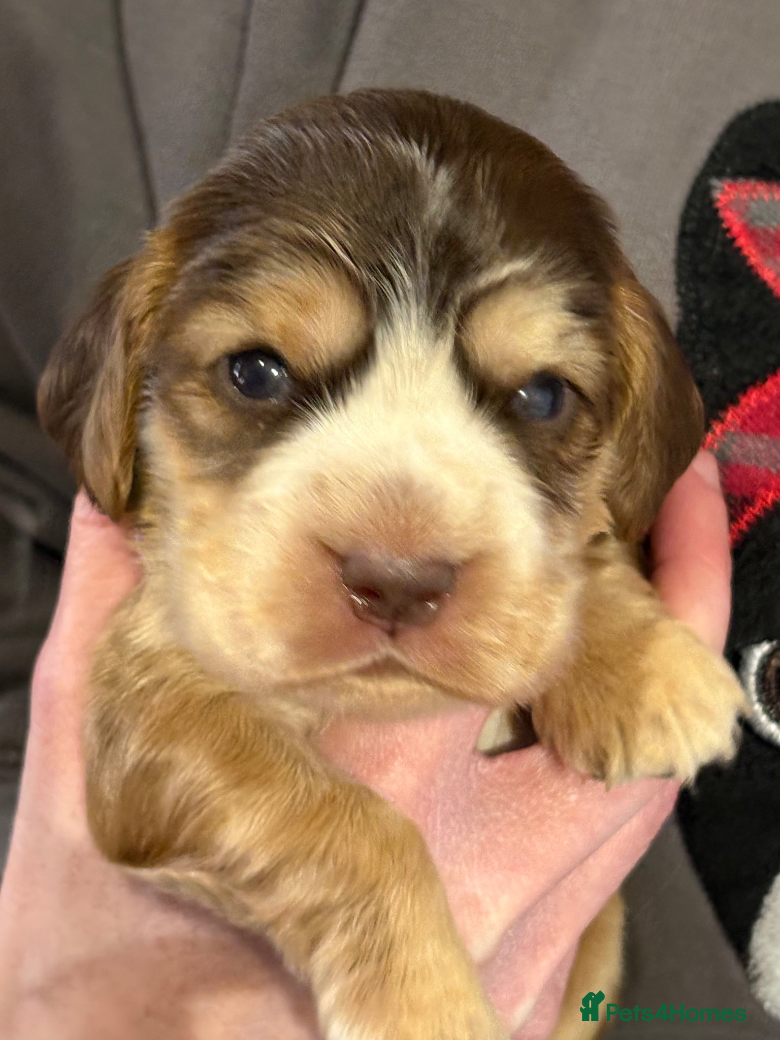 Cocker Spaniel dogs Beautiful Kc reg litter of show type cockers   - Advert 1