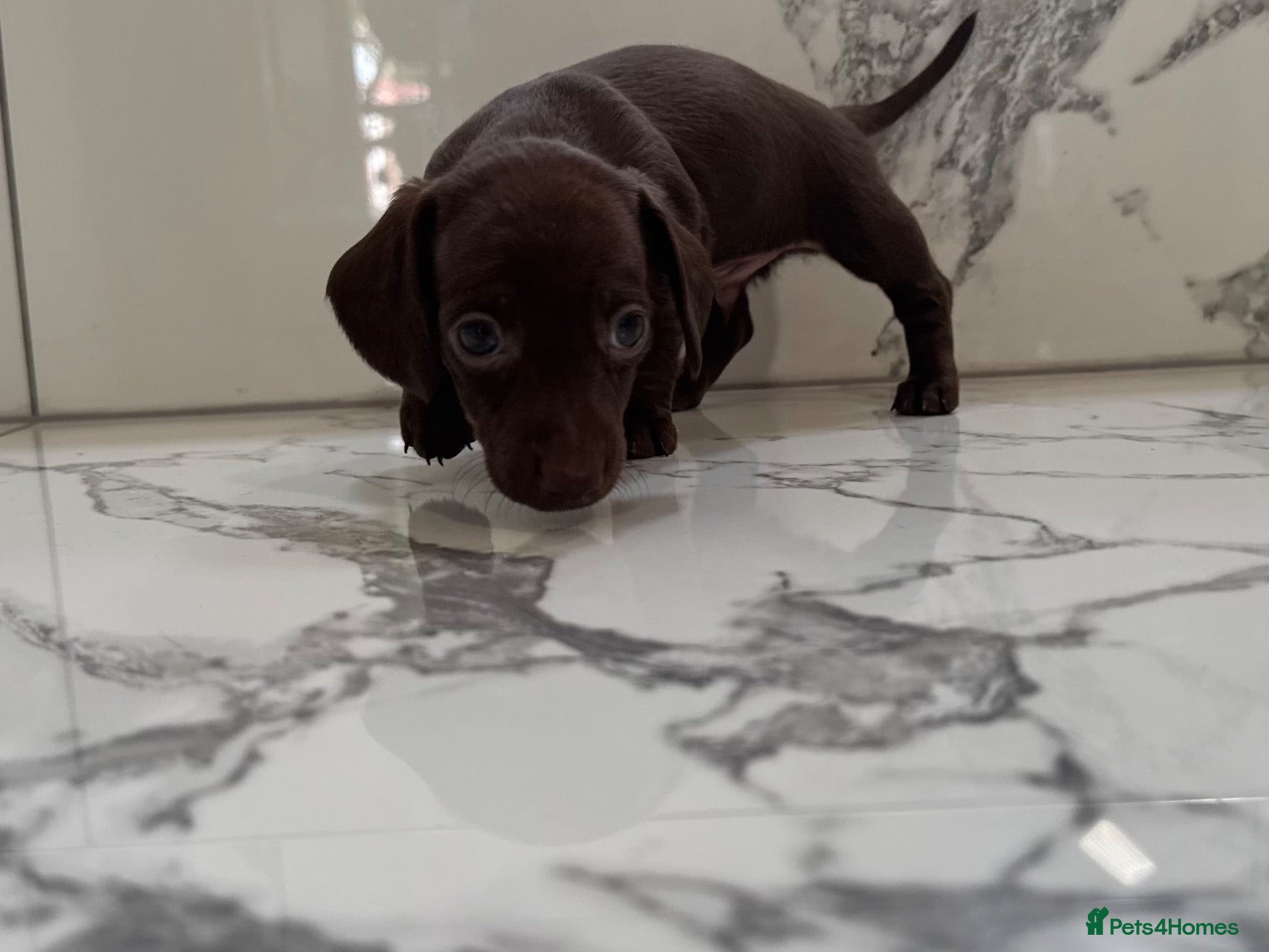 Miniature Dachshund dogs KC miniature dachshunds - Tiny. Stunning! - Advert 1