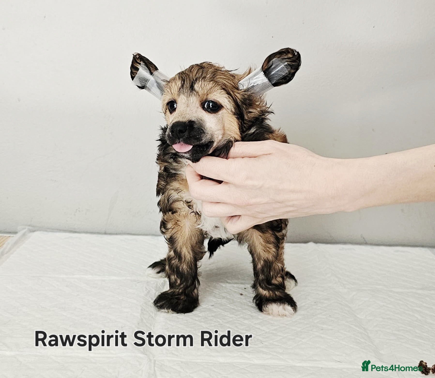 Chinese Crested dogs Kc reg powder puff boy and girl  - Advert 7