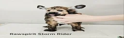 Chinese Crested dogs for sale: Powder puff boy and girl   - Advert 7