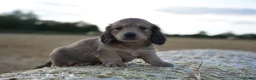 Miniature Dachshund dogs for sale: From IVDD Screened parents shadedcream mini longs  - Advert 3