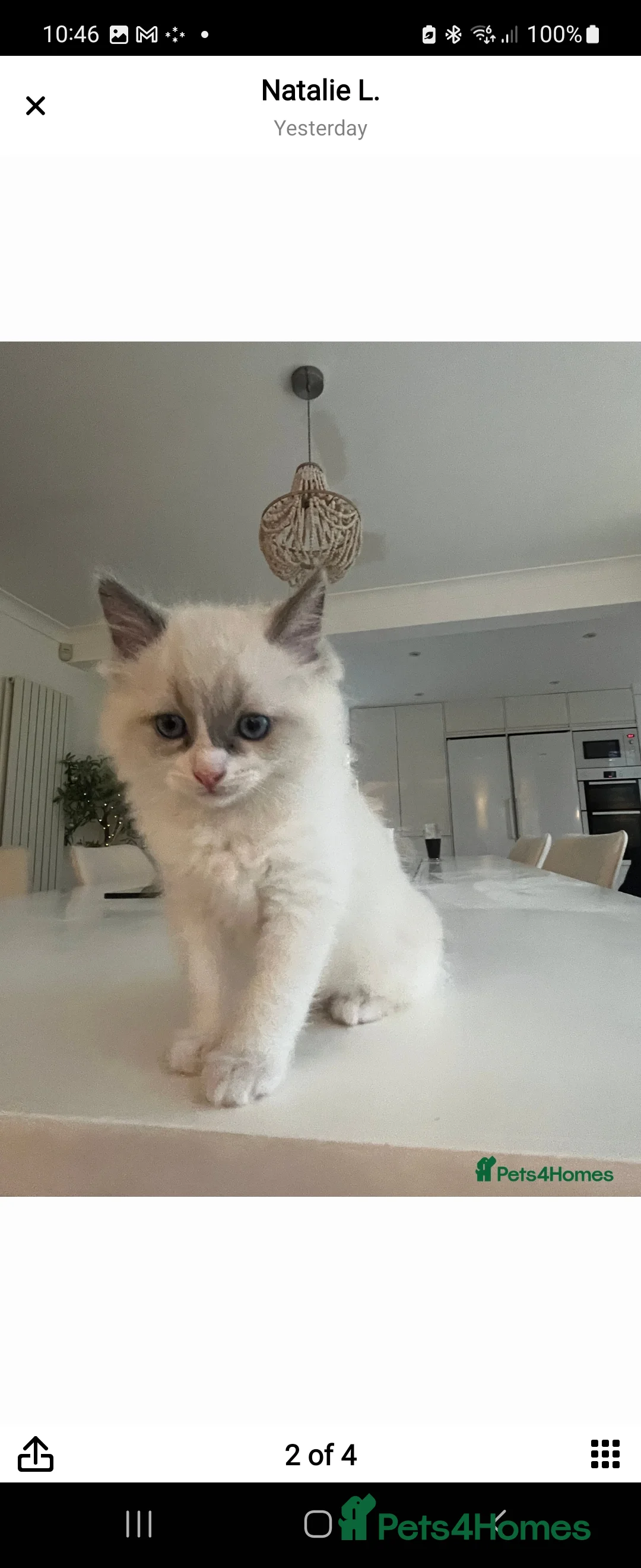 Ragdoll cats for stud: 100% proven boy for stud in Wakefield - Advert 11