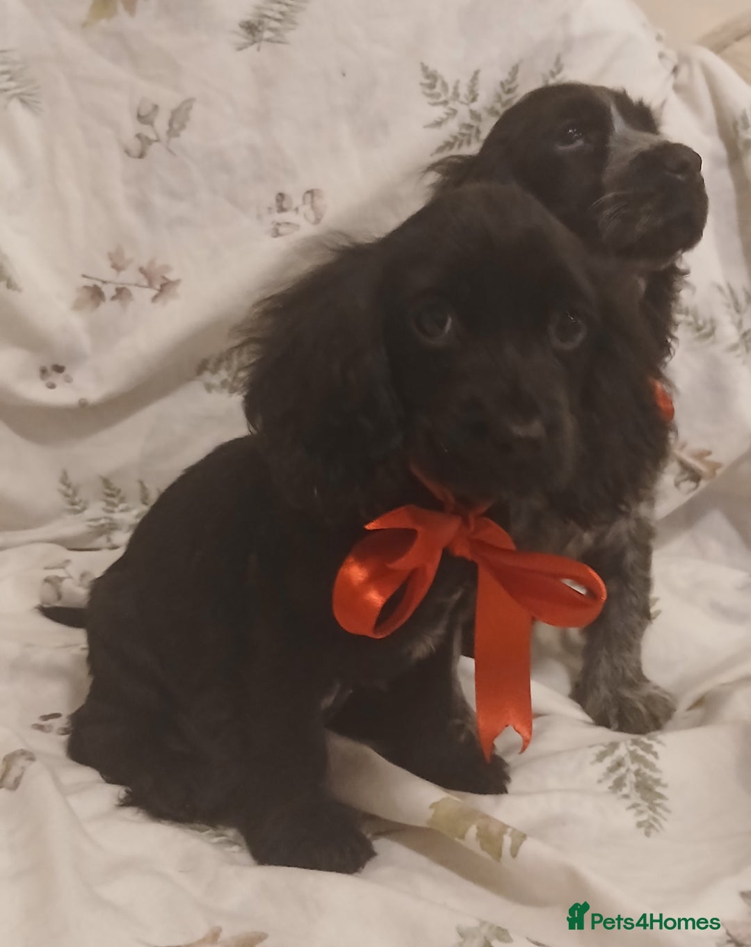 Cocker Spaniel dogs for sale: cocker spaniels - Advert 7