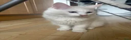 Ragdoll cats for sale: Flame point Ragdoll kittens  in Teignmouth - Advert 5
