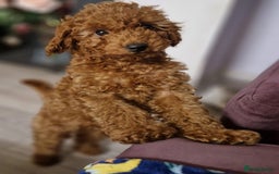 Toy Poodle dogs for sale: Lady red Kc toy poodle female  - Image 3
